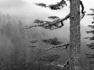 trees, branches, forest, Fog