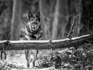forest, winter, Ball, play, dog