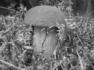 Real mushroom, fleece, forester, mosses