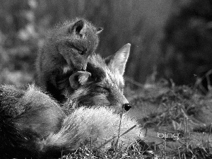 mother, small, fox, Fox