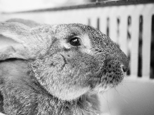 Rabbit, Grey, Fur, ears