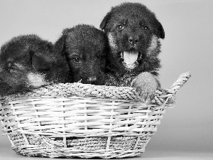 German, basket, Puppies, Shepherds, Three