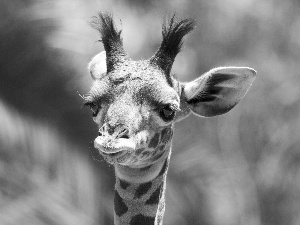 young, giraffe