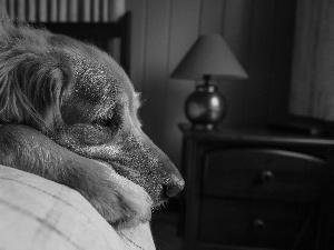 lying, White Bed, Golden Retriever, dog