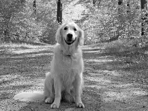 dog, Way, Golden Retriever, forest