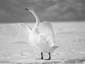 snow, Swans