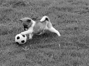 grass, Puppy, Ball