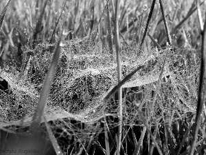 drops, Web, grass, Rosy