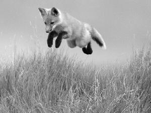 grass, Fox, jump