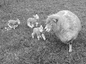 sheep, young, grass, Three