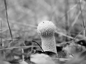 White, mushroom, grass, hairy