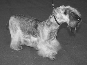 coat, Czech terrier, Grey