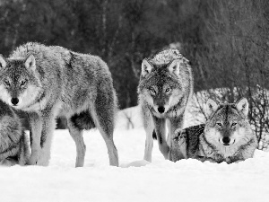 Grey, wolves, forest, Wataha, winter