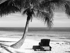 hammock chair, holiday, Palms, Beaches, water