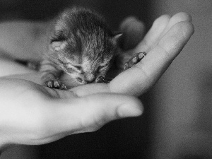 hand, minikin, kitten