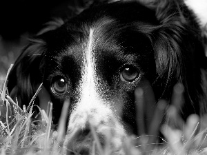 head, dog, black, White, grass