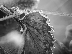 leaf, crystals, ice, hoarfrost