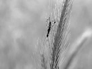 grass, Insect
