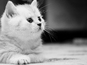kitten, White, fluffy