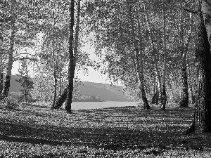 lake, autumn, viewes, birch, trees