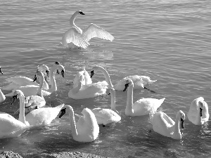 Swan, lake