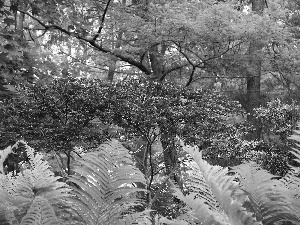 Leaf, Fern, forest