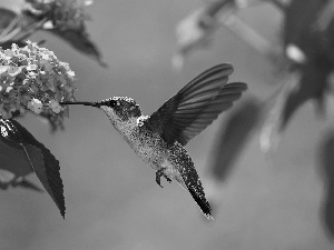 Bird, Flowers, Leaf, humming-bird