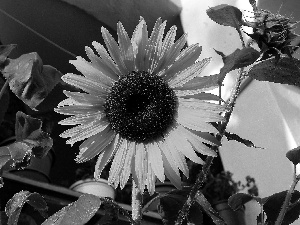 Sunflower, Leaf