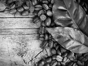 leaves, grains, coffee