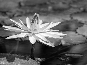 Florescence, Light pink, water-lily