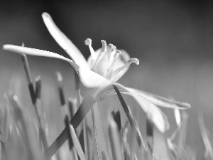 White, Lily