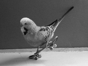little parrot, skate