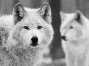 wolves, The look