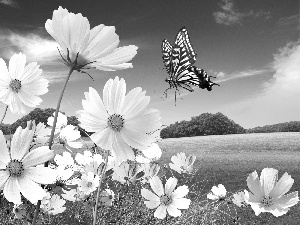 Beauty, butterfly, Meadow, Cosmos