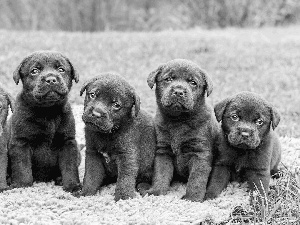 five, puppies, Meadow, sweet