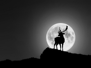 deer, moon