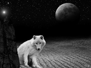 White, Desert, moon, Wolf