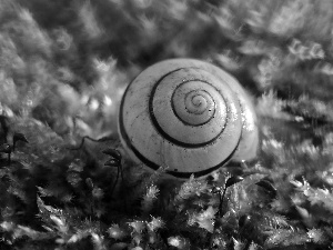 Moss, shell, snail