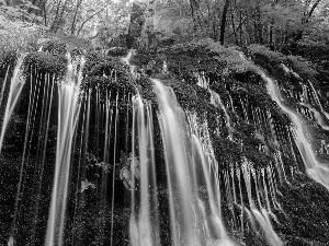 Moss, forest, waterfall