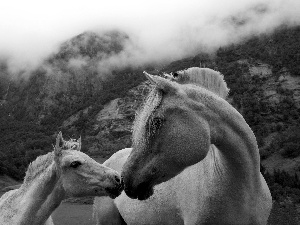 Mountains, Mare, Colt