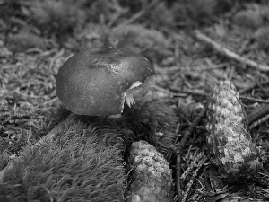 mushroom, cones, Moss
