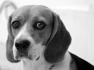 muzzle, Beagle, sad