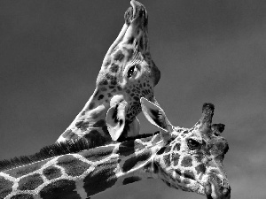 necking, Two, giraffe