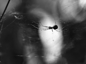 Spider, net