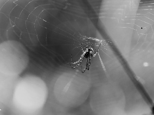 net, Spider, Web