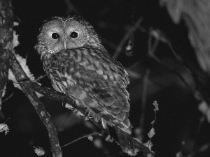 Night, owl, trees