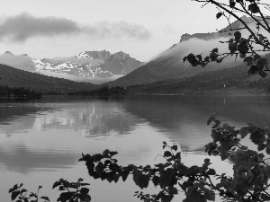 Mountains, lake, trees, viewes, Senja Island, Norway, Fog, reflection, branch pics
