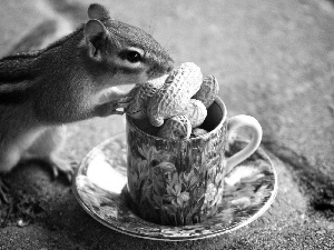 cup, nuts, squirrel, Spadefoot, Chipmunk
