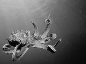 Octopus, Ocean