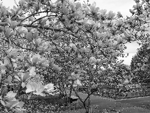 Spring, Blossoming, Magnolia, Park